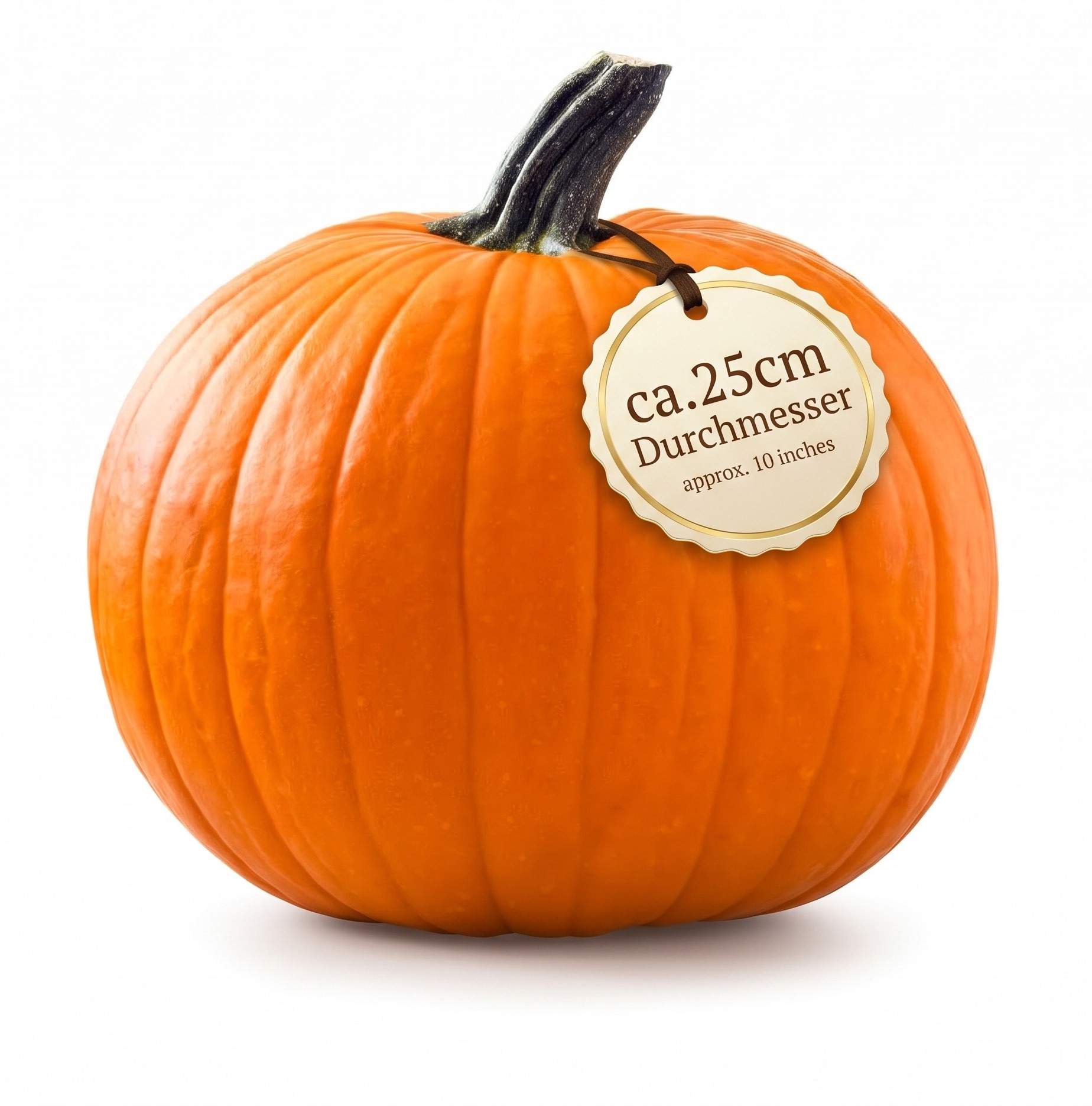 Halloween Kürbis, mittel