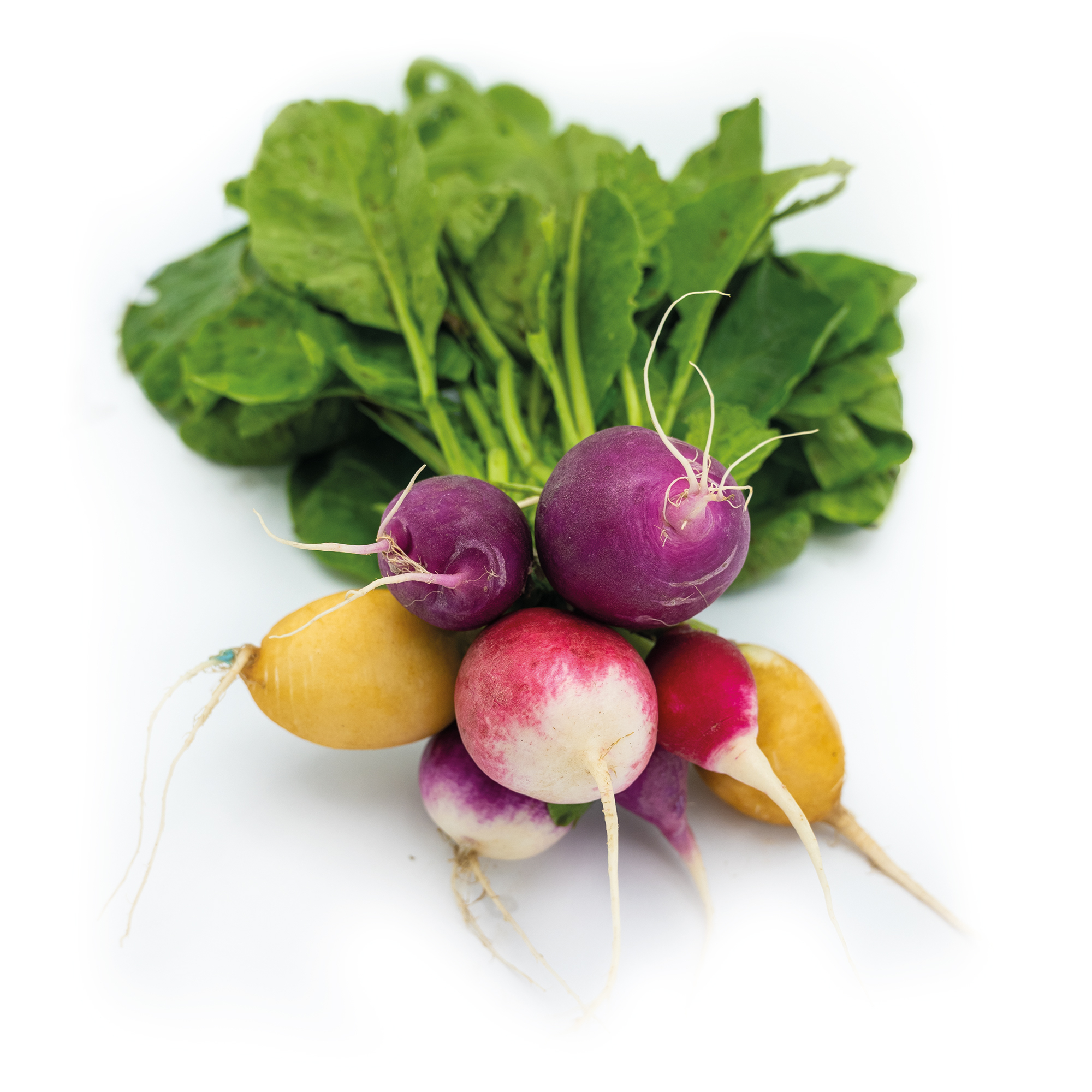 BIO Radieschen, bunt